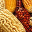 Researchers map corn plant's genome