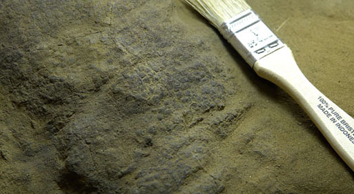 Fossilized Skin Of Dino Found