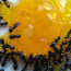 Shape-Shifting Robot Forms From Magnetic Swarm